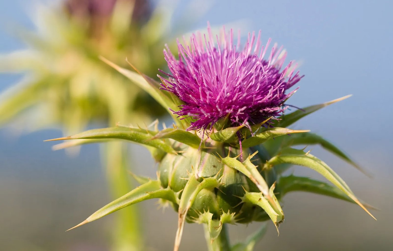 Розторопша